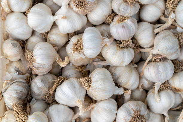 Impor bawang putih
