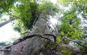 Pohon Kayu Ulin Besi