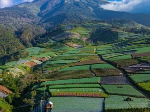 Wisata Negeri Sayur Sukomakmur