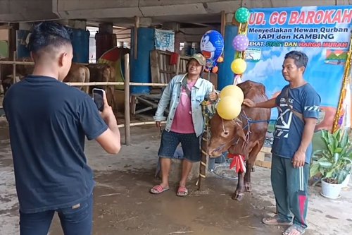 salon sapi kurban