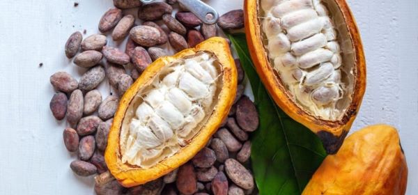 Hilirisasi Kakao Sumber Ekonomi Baru