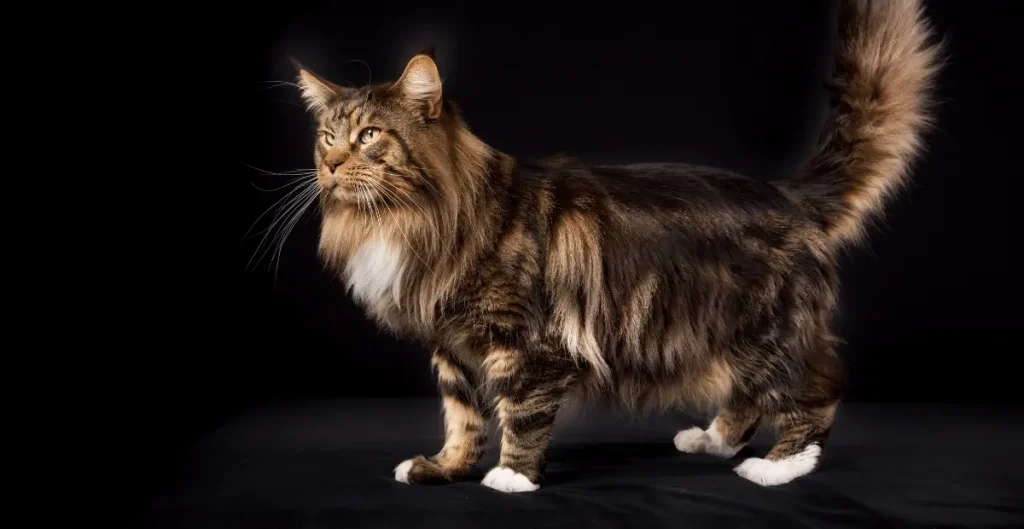 Jenis kucing Maine Coon-1