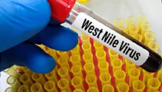 Nyamuk penular West Nile Virus