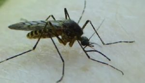 Nyamuk penular virus West Nile Culex Modestus - Telangana Today