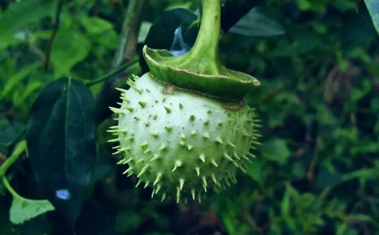 bahaya buah kecubung