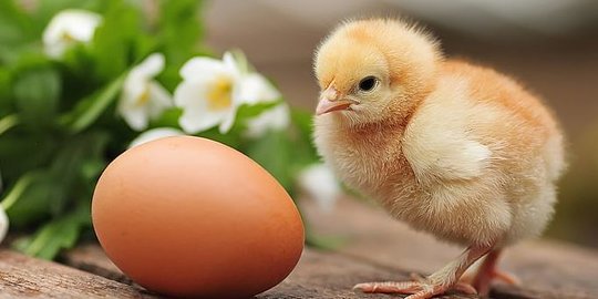 ayam atau telur
