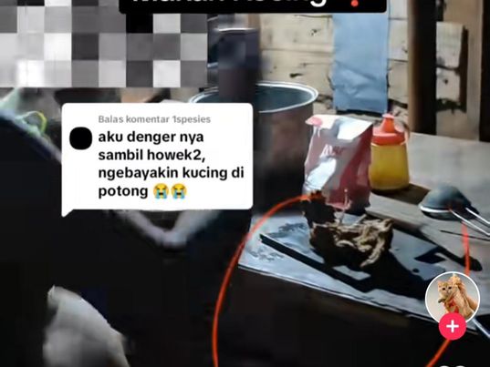 Pemilik kos makan kucing