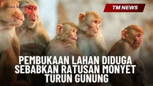 Pembukaan Lahan Diduga Sebabkan Ratusan Monyet Tur-Cover