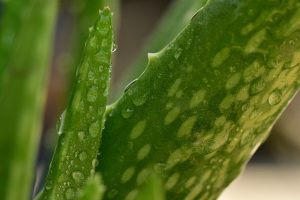 Manfaat Aloe vera