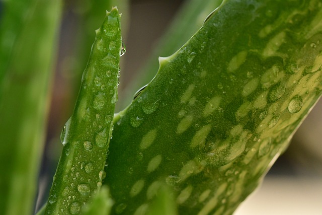 Manfaat Aloe vera