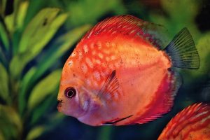 Ikan Hias Cichlid