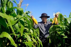 Jagung Brawijaya Nusa