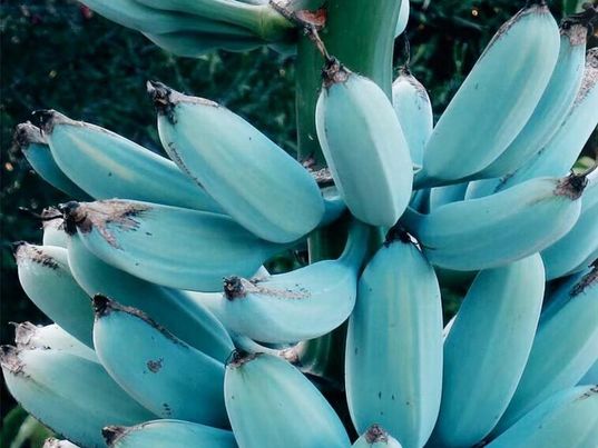 Blue Java Banana