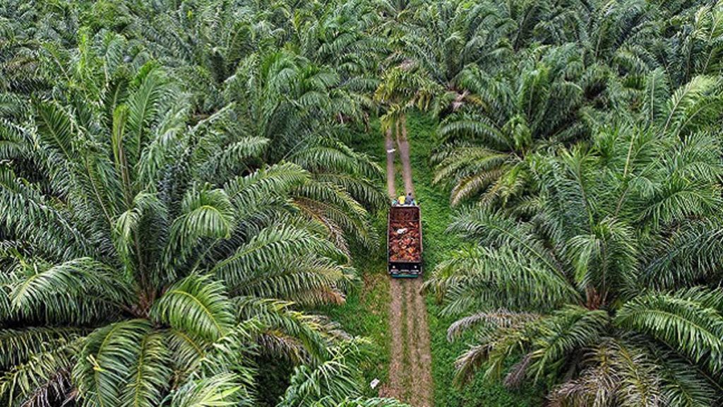 Peta Jalan Hilirisasi Kelapa