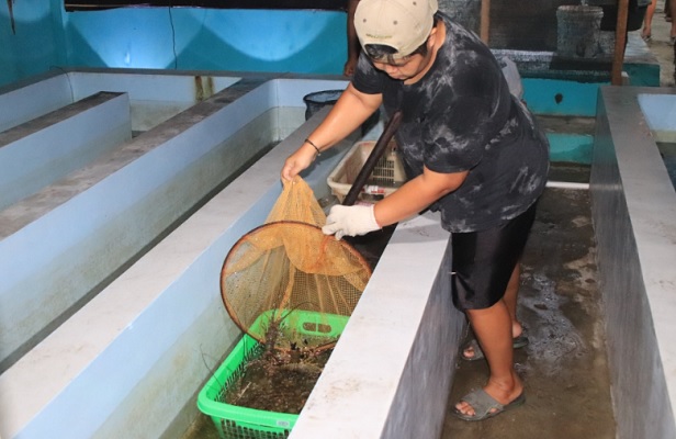 Budidaya lobster dalam ruangan