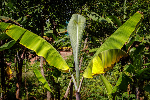 Pocong Pohon Pisang