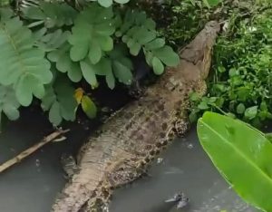 Kawanan Buaya Lepas Bikin Heboh Warga Cianjur