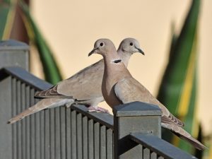 Mitos burung tekukur