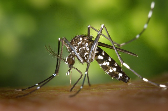 Malaria di Papua