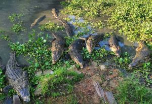 Buaya Lepas di Cianjur