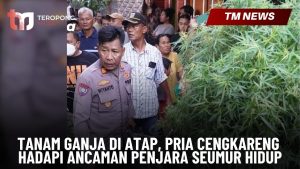 Tanam Ganja di Atap, Pria Cengkareng Hadapi Ancama-Cover