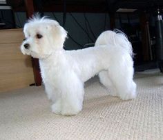 Pelihara anjing Maltese