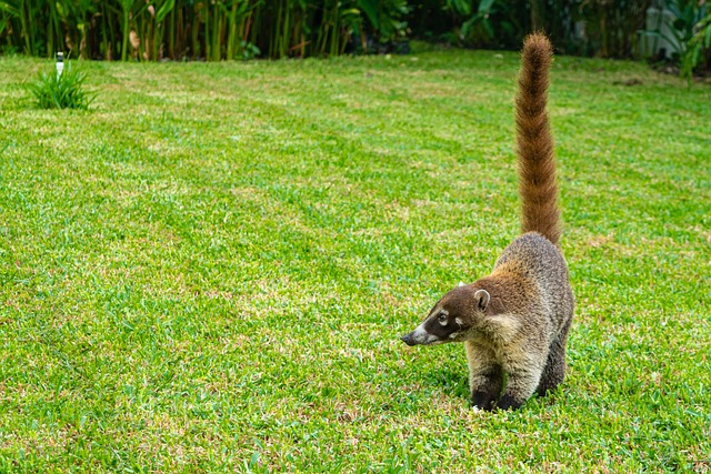 cara menangkap musang