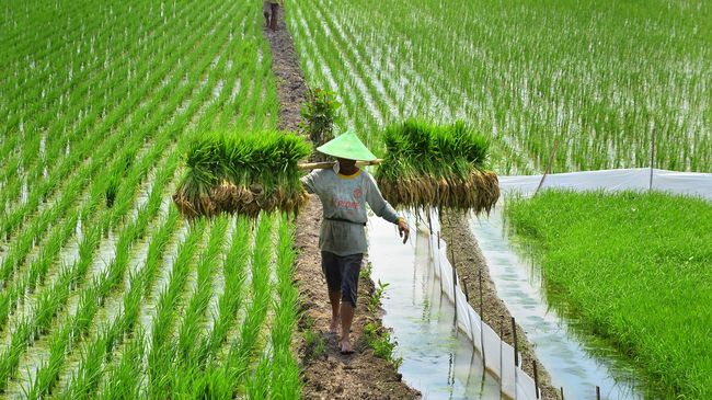 petani milenial digaji 10 juta