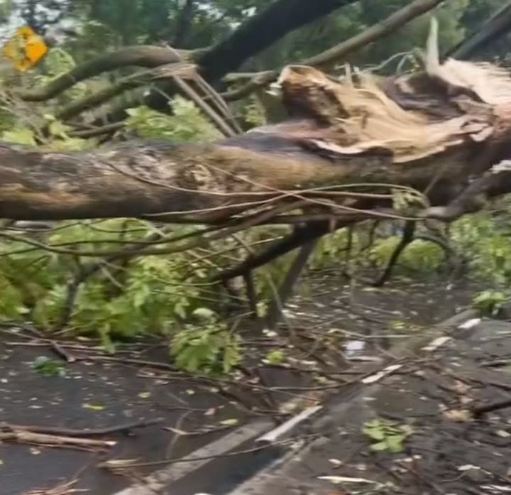 Diterjang Hujan Badai Sejumlah Sejumlah Pohon Tumbangan di Cimahi