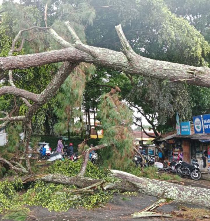 Pohon Besar Tumbang di Ciumbuleuit Bandung