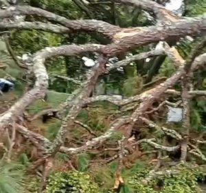 Pohon Besar Tumbang Menimpa Beberapa Bangunan di Ciumbuleuit Bandung 