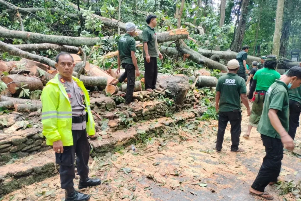 Dua WNA Tewas Tertimpa Pohon di Monkey Forest Bali