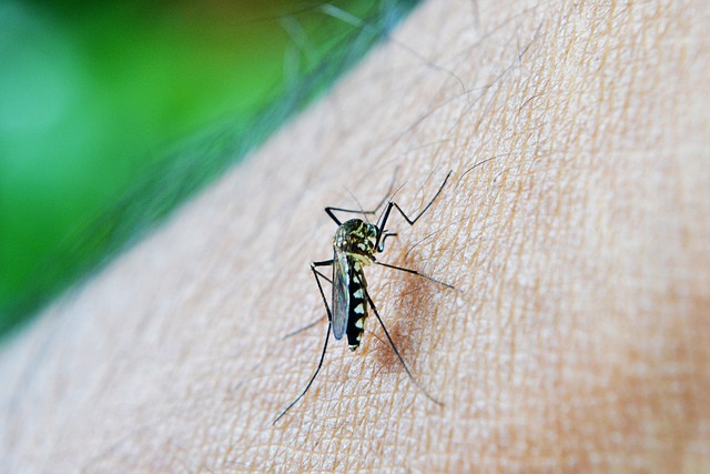 Pengobatan malaria mahasiswa Unair