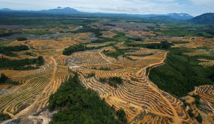 20 juta hektar hutan akan dibuka