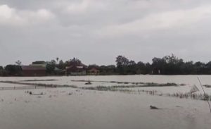 40 Hektar Sawah Kabupaten Tangerang Gagal Panen Kebanjiran