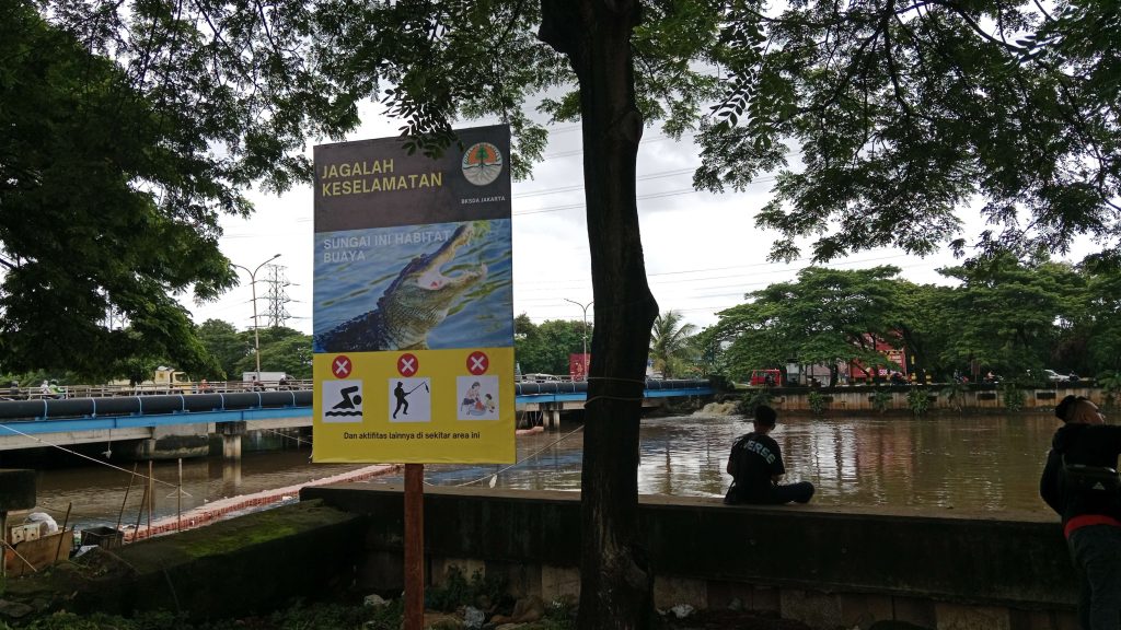 BKSDA Pasang Peringatan Buaya Berkeliaran di PIK Pasca Banjir