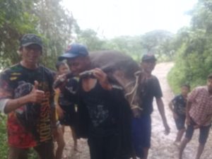 Babi Hutan Gunung Gadog Masuk Permukiman Warga Ciburuy