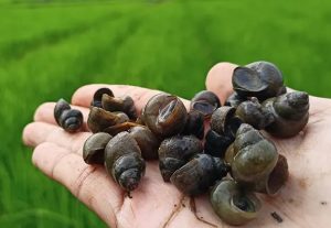 Keong Sawah Tutut Tidak Beracun