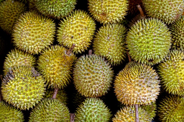 Metode panen durian