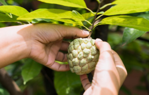 Manfaat buah srikaya