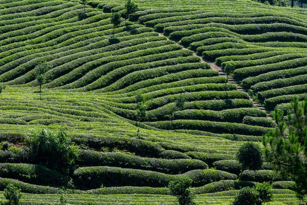 Kebun teh di Bandung