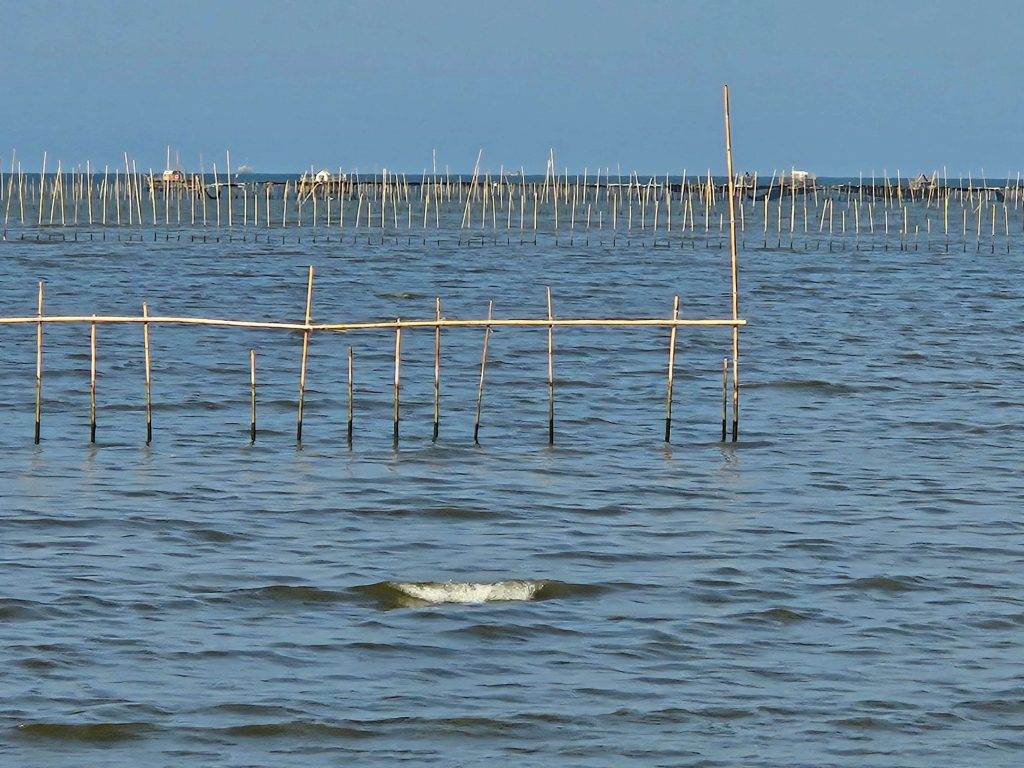 Pagar Laut di Tengerang