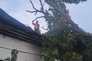 Angin kencang - pohon tumbang - diskominfo kabupaten bandung