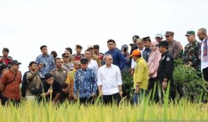 Gabah Petani Tak Boleh Dibeli di Bawah Rp6.500/Kg