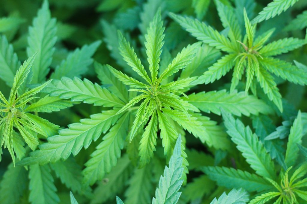 Tanaman ganja di rumah Cilengkrang