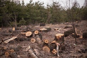 Hutan di Pacet digunduli