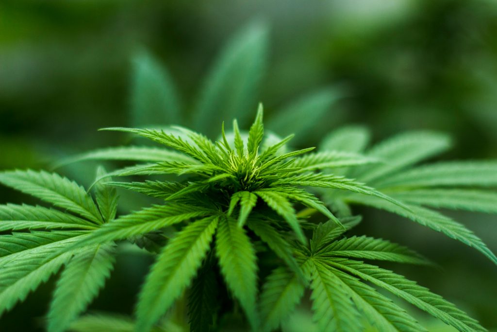 Ganja Bromo