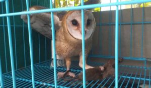 Burung Hantu Tyto alba predator hama tikus - Dok BRIN