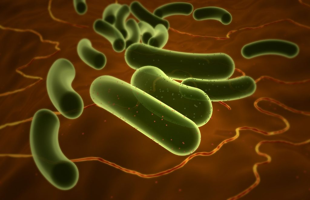 Escherichia Coli
