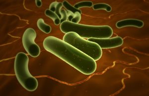 Escherichia Coli